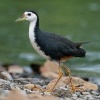 Chrastal beloprsy - Amaurornis phoenicurus - White-breasted Waterhen o8700